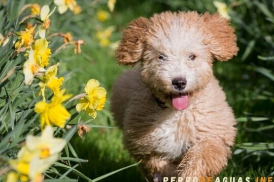 Adopta un Perro de Agua: No Puedes Atenderlo? Regálalo Hoy