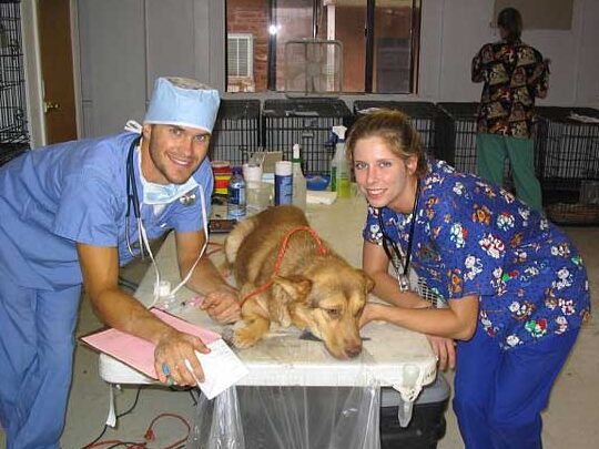 Alerta: Descubra los síntomas de una sobredosis de anestesia en perros