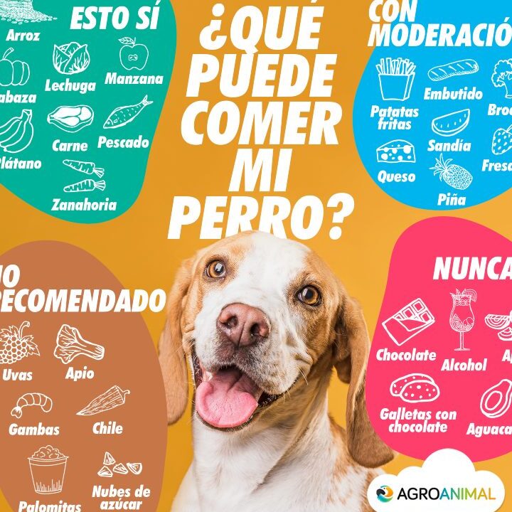 ¿Cómo alimentar a tu perro con comida de humanos?