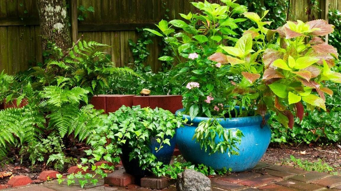 Cómo elegir plantas adecuadas para la entrada exterior de tu hogar