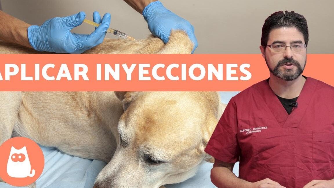 Cómo Vacunar a un Cachorro Callejero para Protegerlo a Partir de Ahora