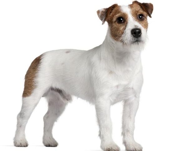 Descubre cuánto tiempo pueden vivir los Jack Russell Terriers