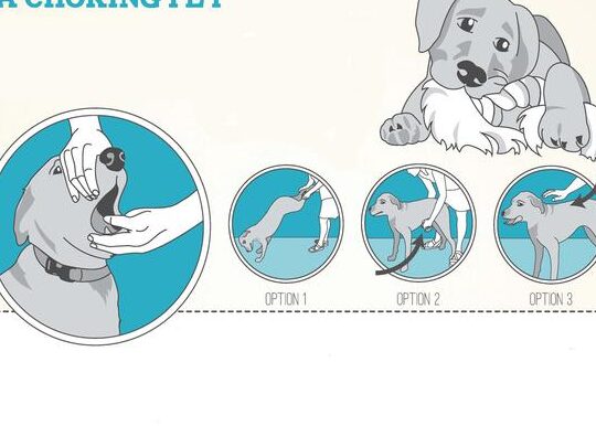 ¿Qué hacer si tu perro está ahogándose?