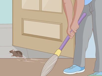 Consejos para Cazar un Ratón en una Habitación
