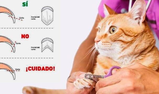 ¿Qué costo tiene cortarle las uñas a un gato?