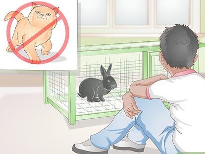Consejos para ganar el amor de tu conejo
