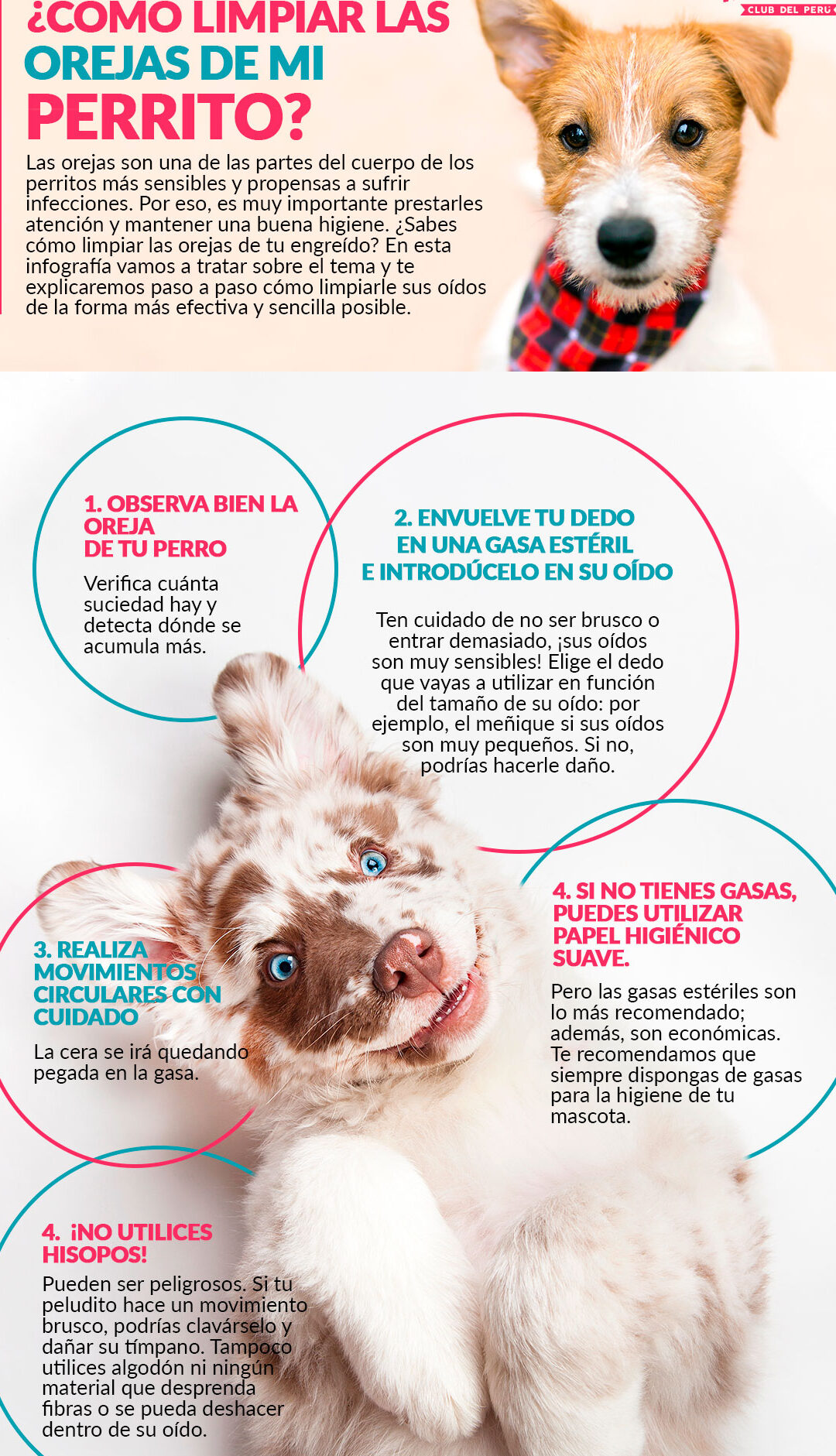 Consejos para limpiar con seguridad las orejas de tu perro