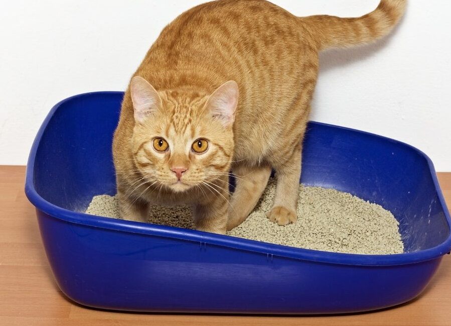 consejos-para-prevenir-que-los-gatos-usen-macetas-como-cajas-de-arena