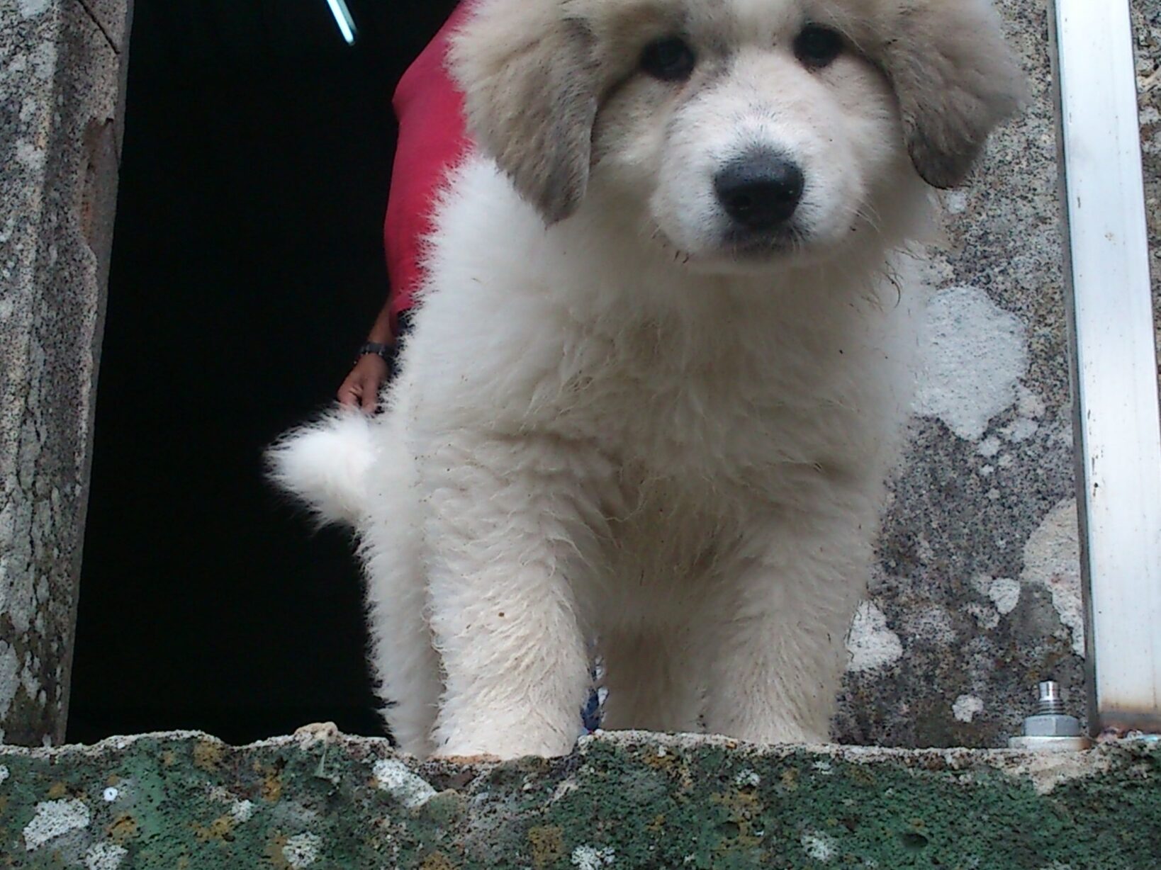 Criando Cachorros de Perro de Montaña de los Pirineos: Una Mirada a la Raza