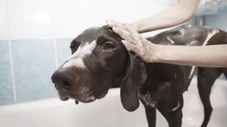 ¿Cuál es la frecuencia de baño recomendada para un perro Husky?
