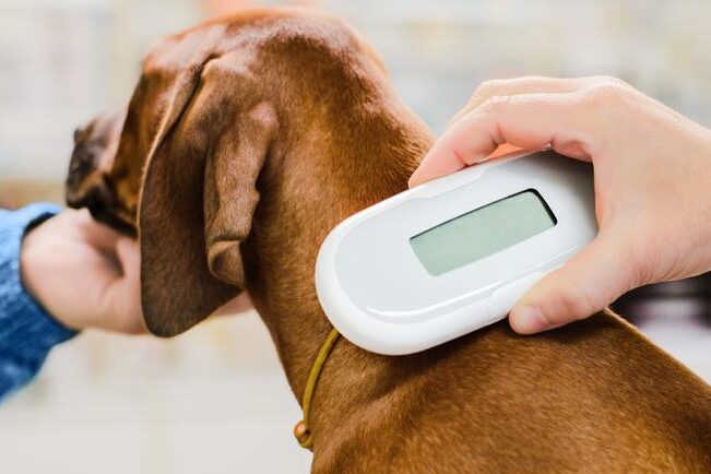 Descubre cuánto cuesta microchipar a tu perro