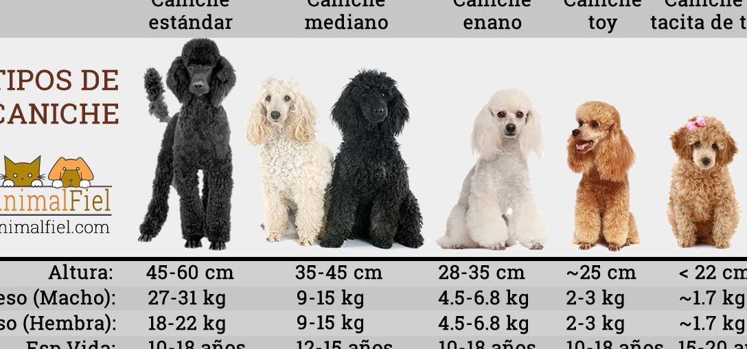 ¿Cuánto mide un French Poodle Adulto?