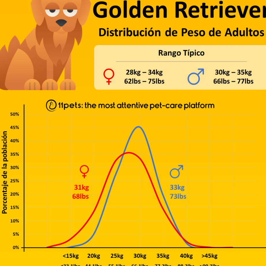 ¿Cuánto pesa un Golden Retriever Adulto?