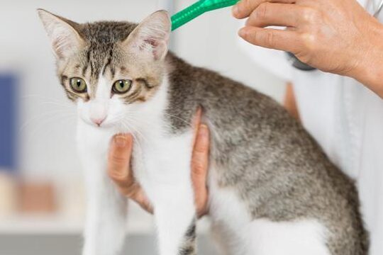 Descubra cómo proteger a su gato de parásitos internos y externos con pipetas