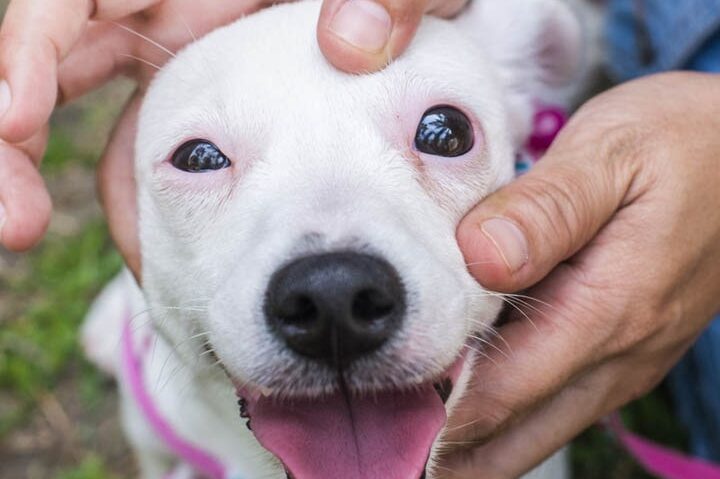 Descubre cómo tratar los problemas oculares comunes en los perros