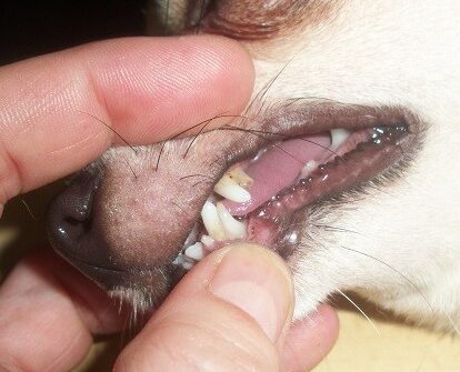 descubre-el-proceso-de-cambio-de-dientes-en-los-perros-chihuahua