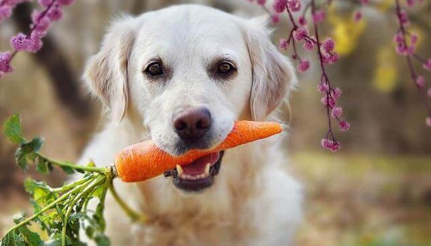 ¿Es la zanahoria peligrosa para los perros?