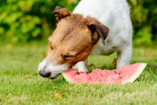 ¿Es saludable para los perros comer sandía?