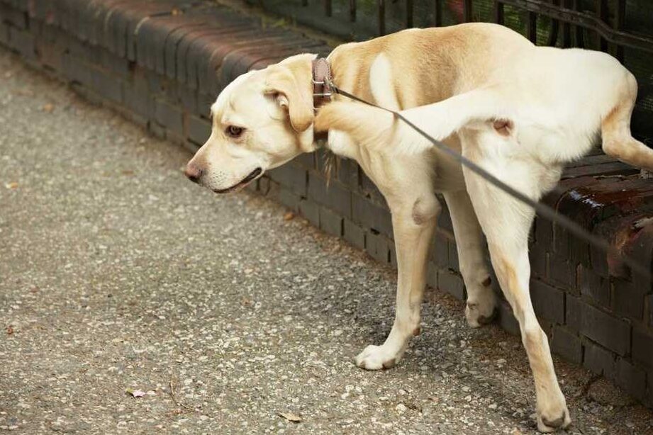 ¿Por qué los perros orinan a otros perros?