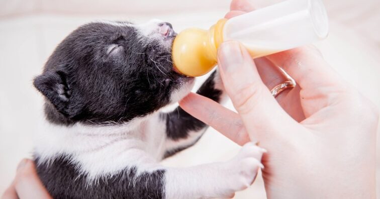 ¿Es seguro alimentar a un cachorro de 1 mes con croquetas?