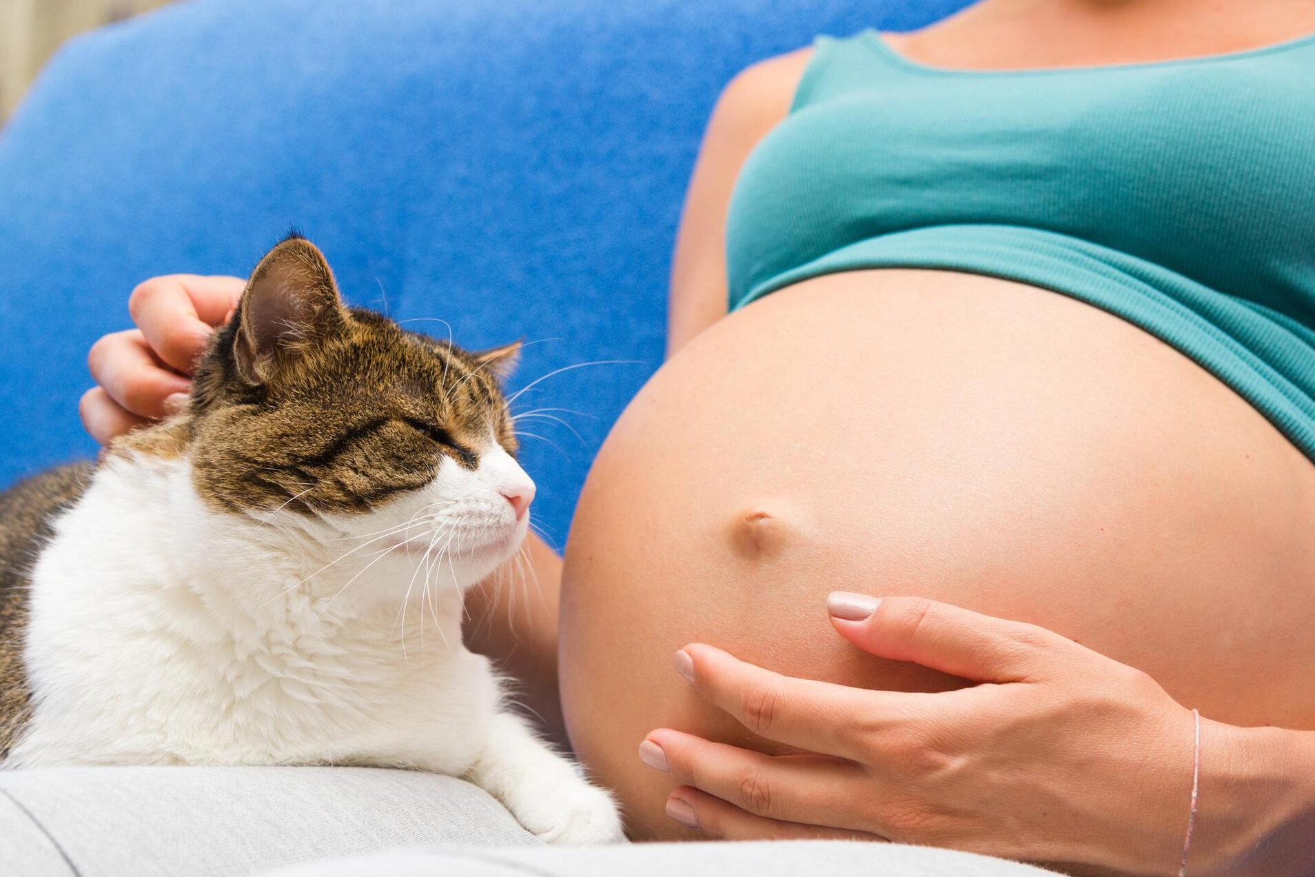 ¿Es seguro tocar a mi gato si estoy embarazada?
