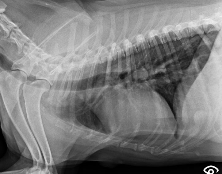 esperanza-de-vida-con-metastasis-pulmonar-en-perros