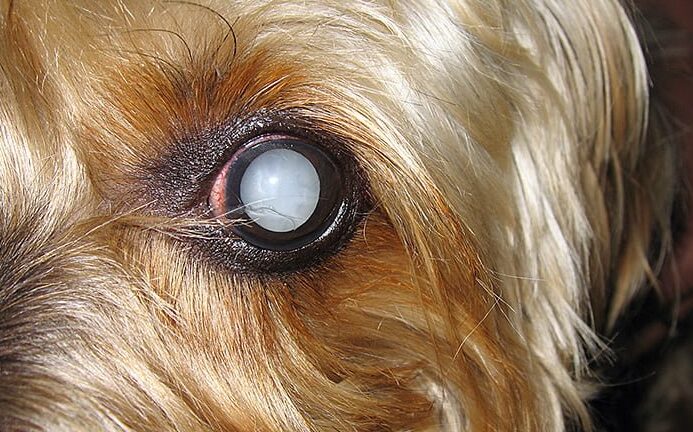Investigando una sorpresiva nube blanca en el ojo de mi perro