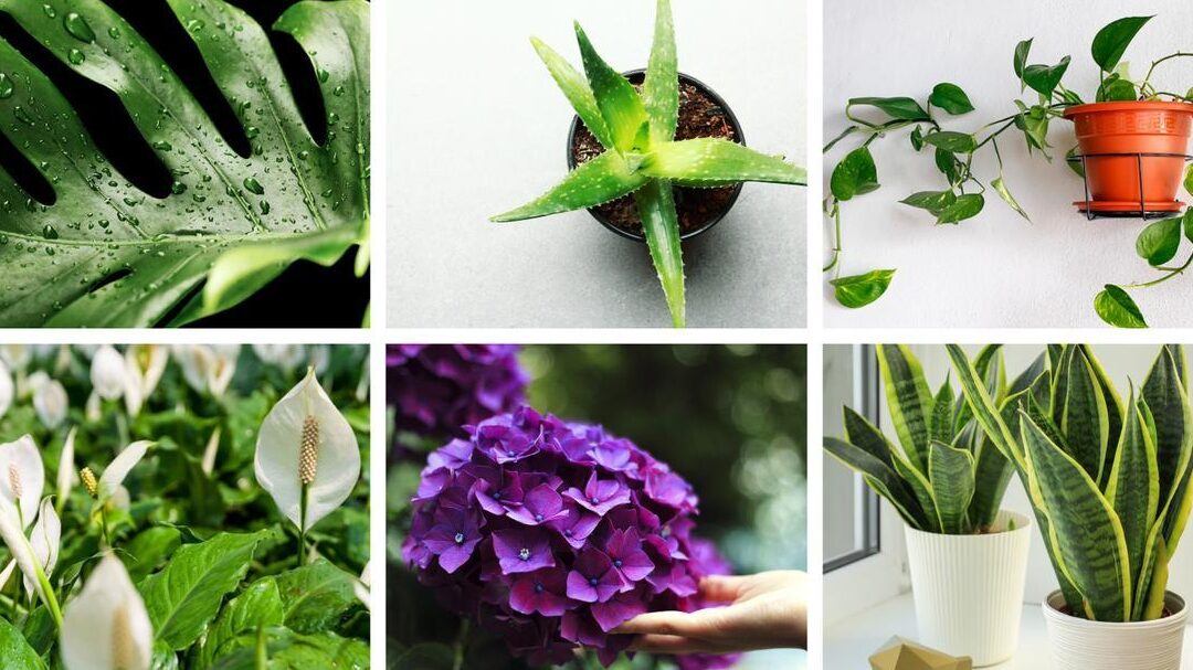 Las 10 plantas venenosas que podrían estar en tu hogar