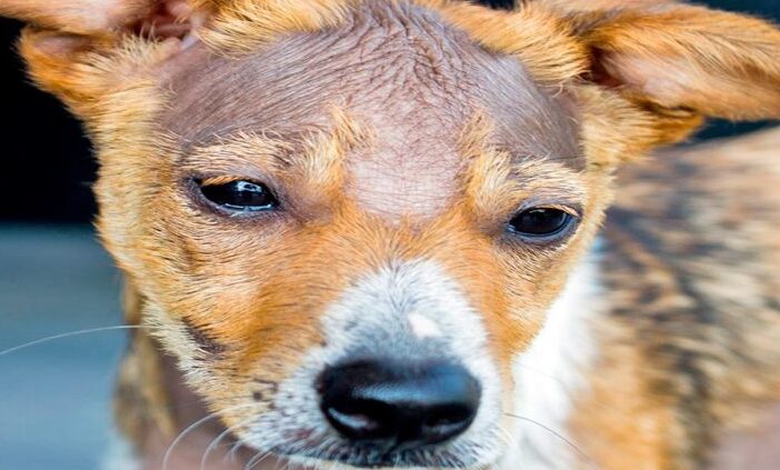 Las Razones Detrás de la Pérdida de Pelo en Perros Chihuahua
