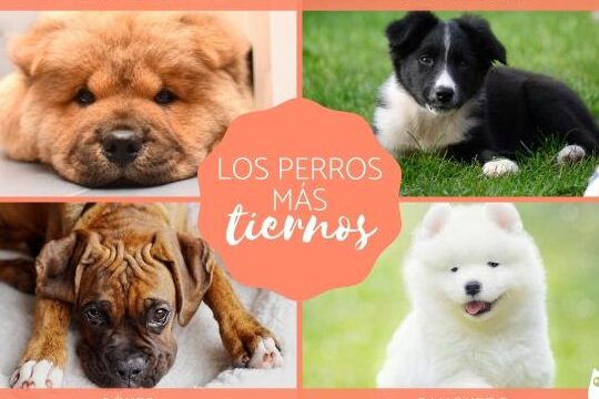 Los 10 Perros Más Adorables del Mundo: Prepárate para Ser Derretido