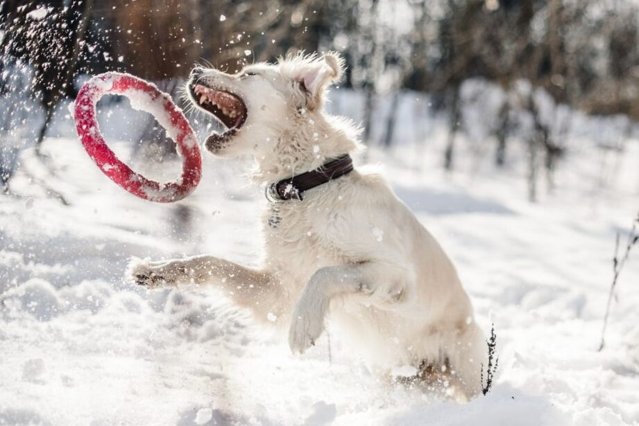 Los Perros Necesitan Protección contra el Frío de la Nieve