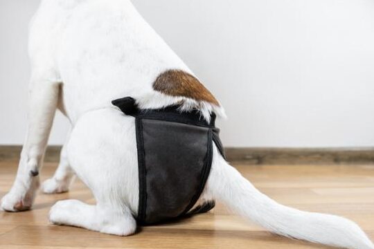 Descubre cómo combatir el mal olor del celo de tu perro