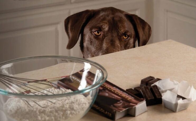 Los Síntomas de la Intoxicación por Chocolate en los Perros