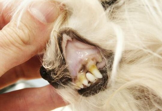 Los Síntomas de una Infección de Orina en Perros
