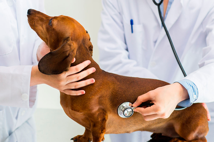 Manteniendo la esperanza de vida: Entendiendo la insuficiencia cardíaca en perros