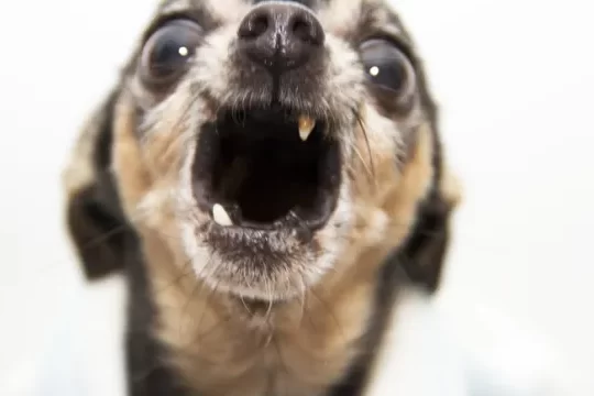 Mira cómo crecen los cachorros cuando les caen los dientes