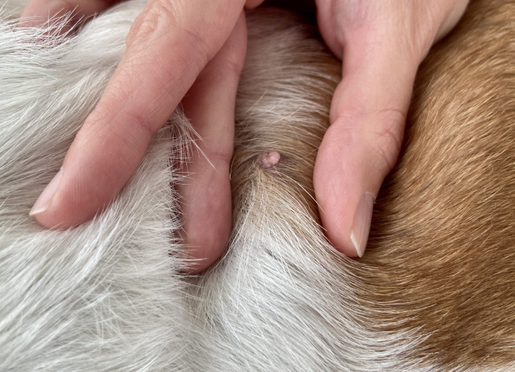 Por qué hay bolitas en la piel de tu perro