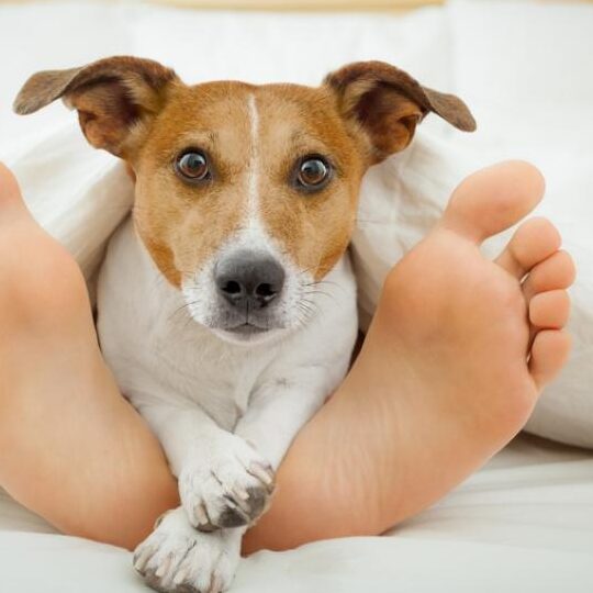 ¿Por qué los perros se acuestan en los pies?