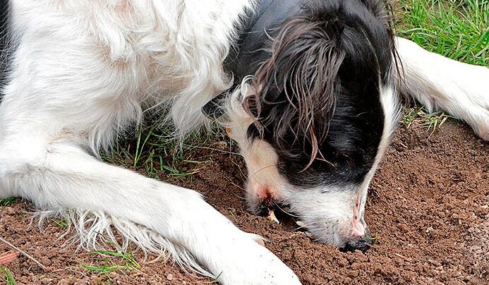 ¿Por qué los perros se alimentan de tierra?