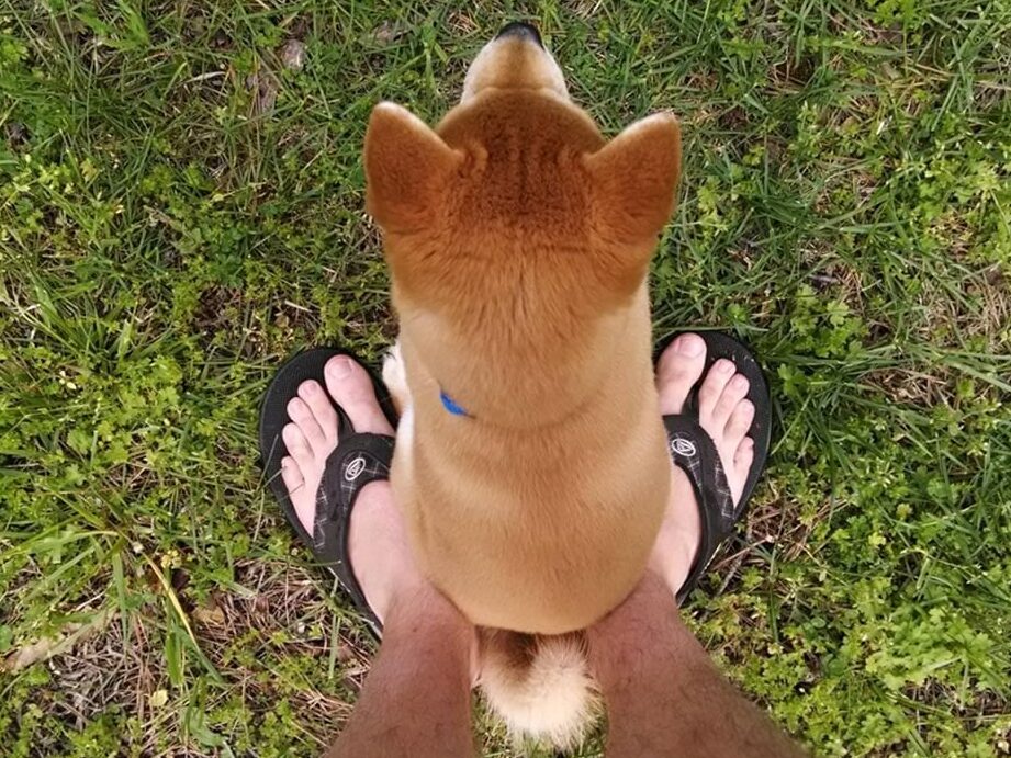 ¿Por qué mi perro se sienta en mis pies?