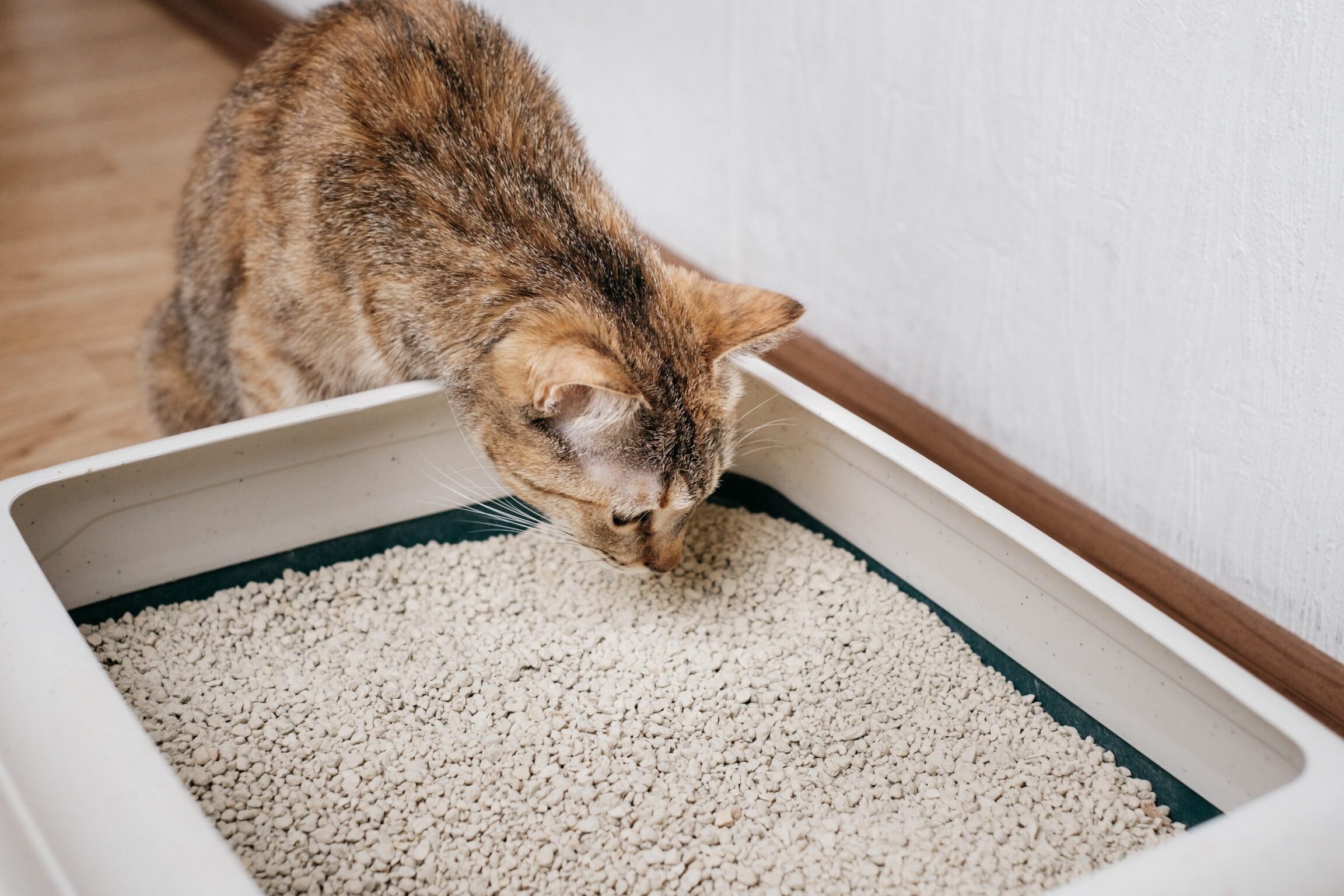 Por qué tu gato puede estar cagando fuera del arenero