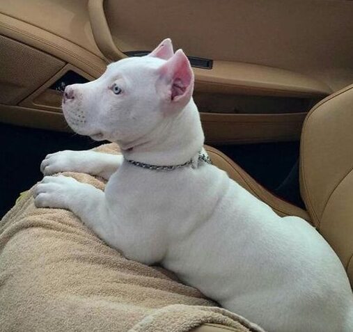 ¿Cuánto cuesta el corte de orejas en un perro Pitbull?