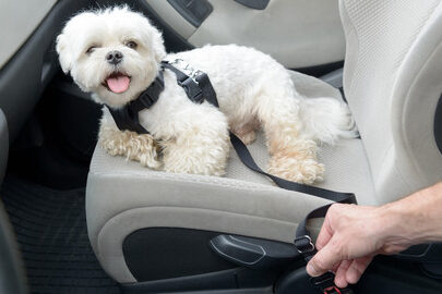 ¿Se Puede Llevar a un Perro en el Asiento del Copiloto?