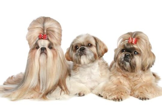 10-razas-de-perros-pequenos-de-pelo-largo-perfectos-para-familias