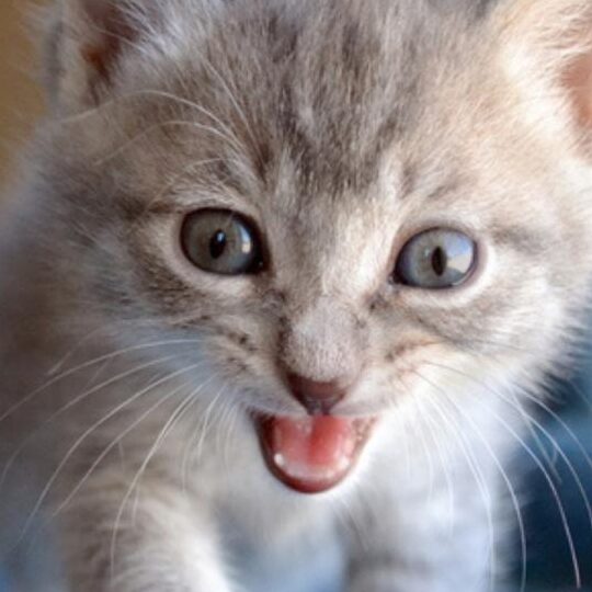 ¿A qué edad los gatos cambian sus dientes?