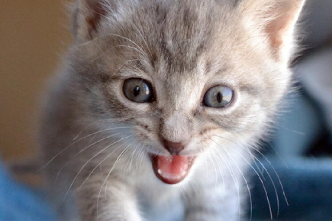 ¿A qué edad los gatos comienzan a tener dientes?