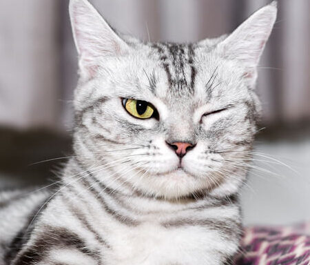 Alerta de salud: ¿Por qué el ojo de mi gato está cerrado y llorando?