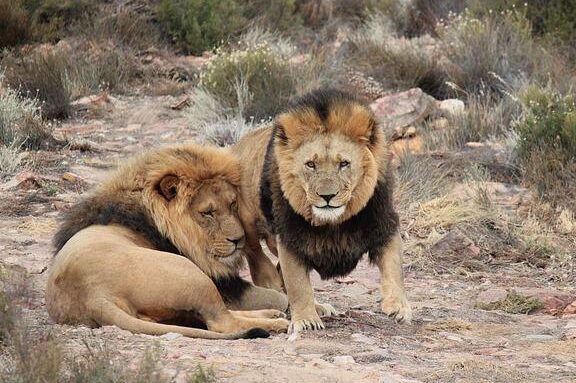 alerta-los-leones-estan-en-peligro-de-extincion