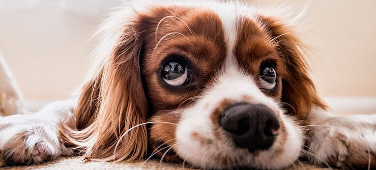 Alerta Los parásitos pueden afectar a los cachorros de 2 meses