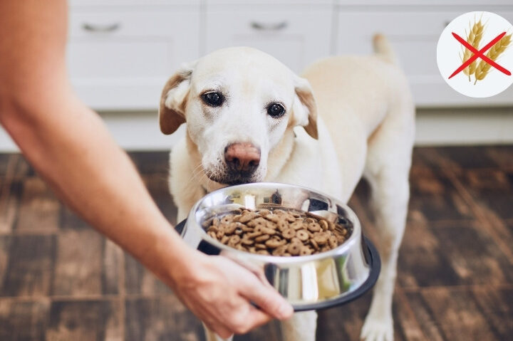 alimenta-a-tu-perro-con-los-mejores-piensos-sin-cereales